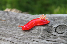 Load image into Gallery viewer, Red Nudibranch Spanish dancer Hexabranchus Spotted Slug glass sculpture

