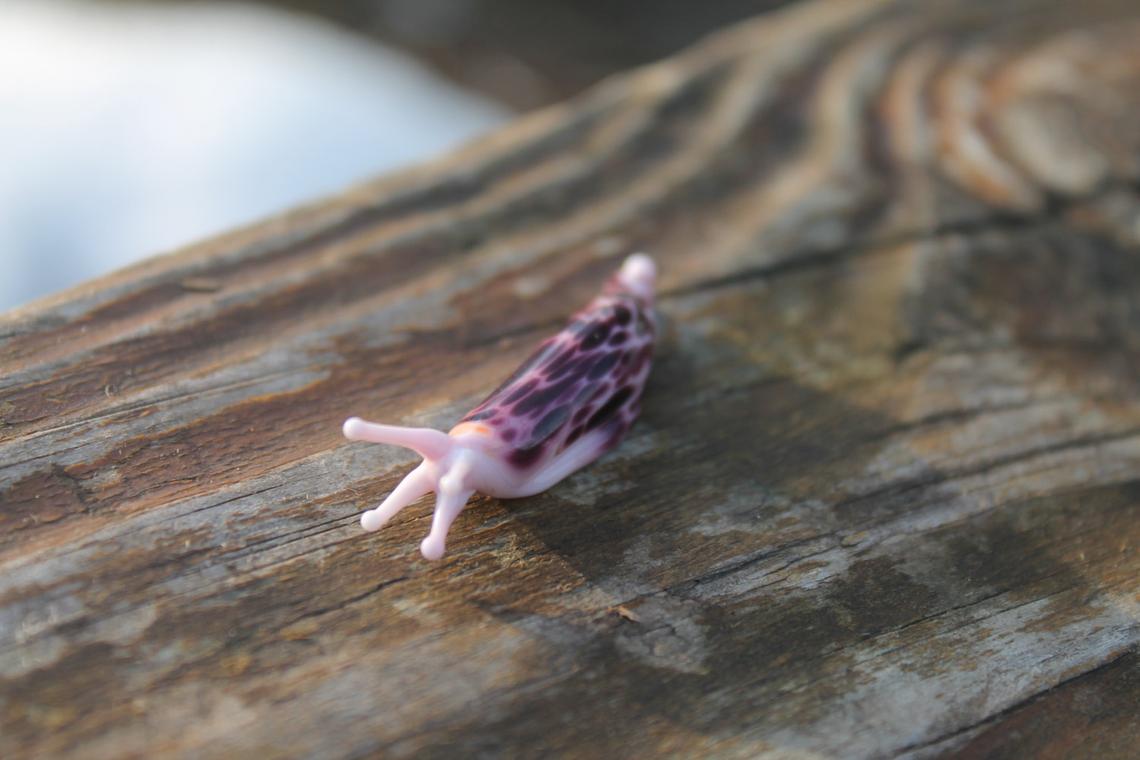Unique Purple Spotted Glass Slug – Lampwork Miniature, 1.2 Inches