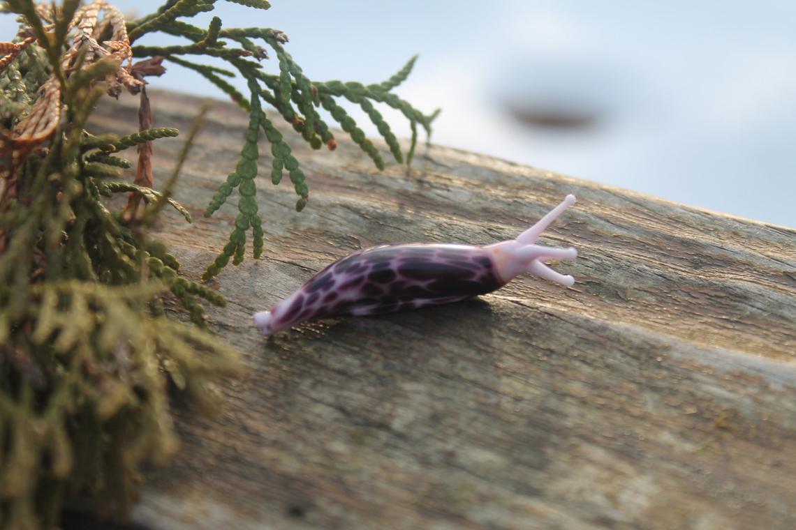 Unique Purple Spotted Glass Slug – Lampwork Miniature, 1.2 Inches