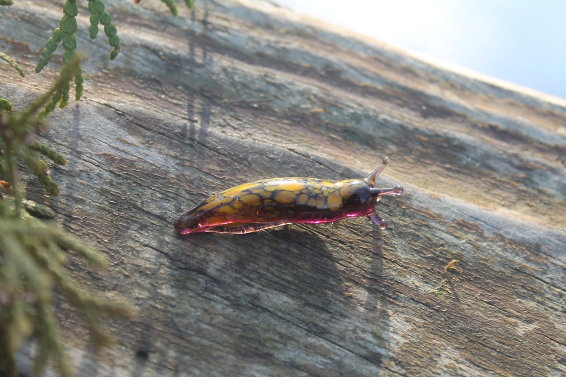Handcrafted Glass Slug Figurine With Yellow And Purple Tones, 3.5cm
