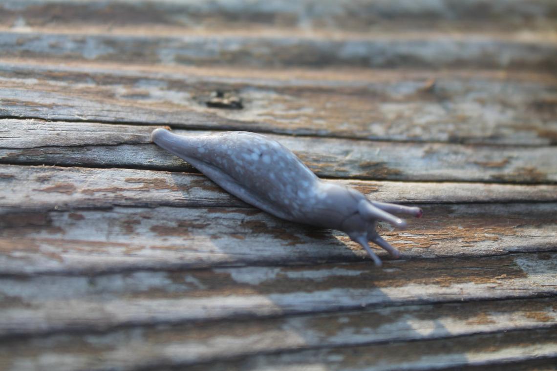 Realistic Handmade Slug Figurine In Speckled Gray Glass