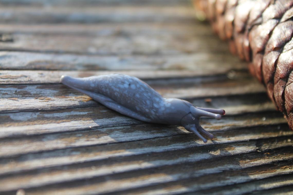 Realistic Handmade Slug Figurine In Speckled Gray Glass