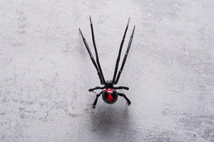 Art Glass black Widow Figurine, Blown Glass Spider, hand blown glasses, BLACK WIDOW, Spider Charms