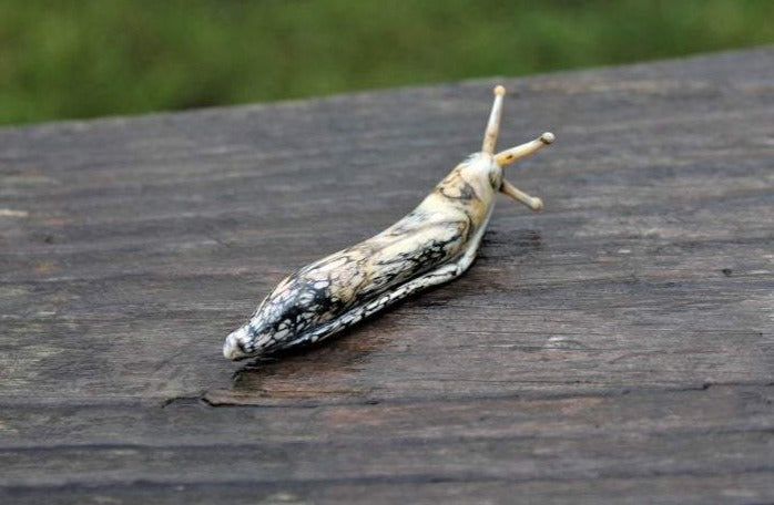 Spotted Slug glass sculpture