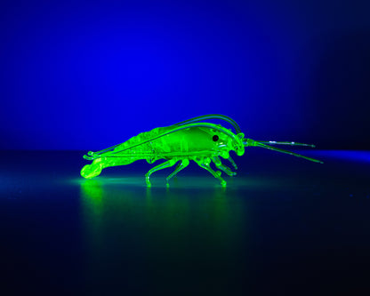 Glowing Uranium Glass Shrimp – Handcrafted Lampwork Miniature, UV Reactive Art