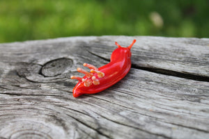 Red Nudibranch Spanish dancer Hexabranchus Spotted Slug glass sculpture