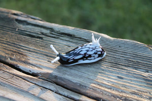 White Black Nudibranch Spanish dancer Hexabranchus Spotted Slug glass sculpture