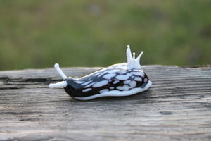 White Black Nudibranch Spanish dancer Hexabranchus Spotted Slug glass sculpture