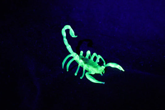 Uranium Glass Scorpion – UV Reactive Handmade Collectible