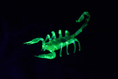 Uranium Glass Scorpion – UV Reactive Handmade Collectible