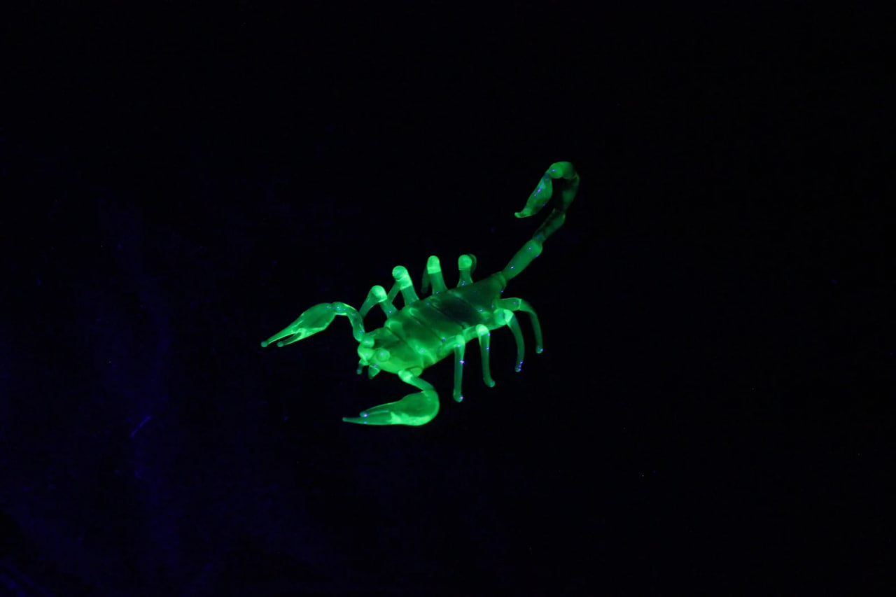 Uranium Glass Scorpion – UV Reactive Handmade Collectible