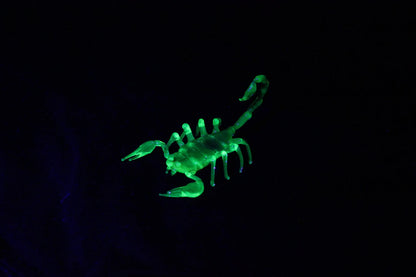 Uranium Glass Scorpion – UV Reactive Handmade Collectible