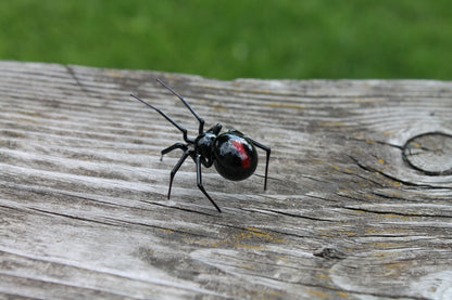 Mini Glass black Widow Figurine