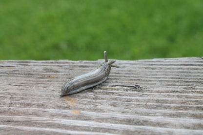 mini Spotted Slug glass sculpture GLASS SLUG