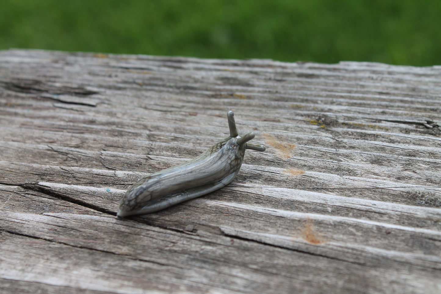 mini Spotted Slug glass sculpture GLASS SLUG