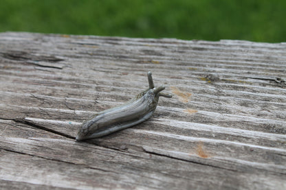 mini Spotted Slug glass sculpture GLASS SLUG