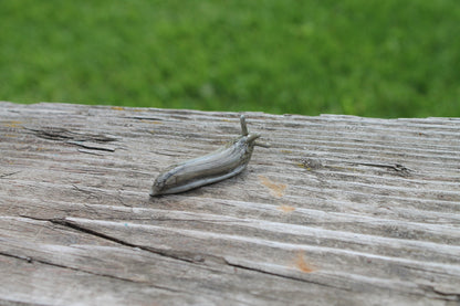 mini Spotted Slug glass sculpture GLASS SLUG