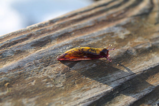 Handcrafted Glass Slug Figurine With Yellow And Purple Tones, 3.5cm