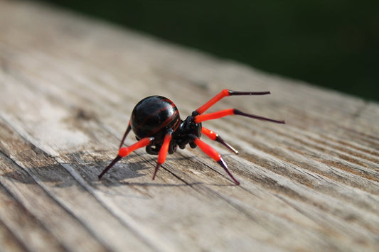 Red And Black Miniature Glass Spider – Handmade Lampwork Art