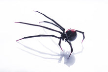 Load image into Gallery viewer, Art Glass black Widow Figurine, Blown Glass Spider, hand blown glasses, BLACK WIDOW, Spider Charms
