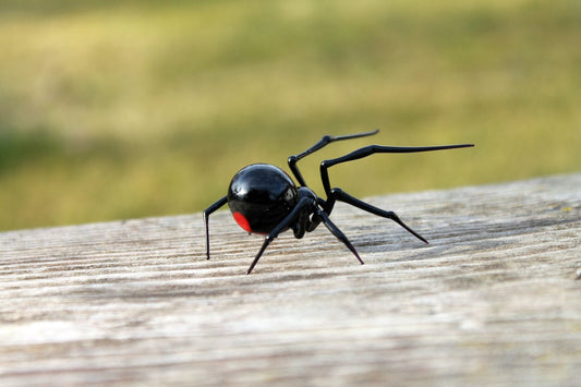 Elegant Murano Black Widow Spider Figurine – Red Details