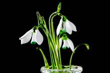 Load image into Gallery viewer, Flower Snowdrop  set of three glass snowdrops and crystal vase  mothers day gift Glass Flower Snowdrop birth flower
