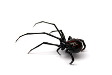 Load image into Gallery viewer, Glass black Widow Figurine, Blown Glass Spider sculpture
