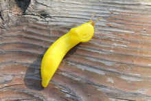 Load image into Gallery viewer, Banana Slug glass sculpture - Ariolimax californicus
