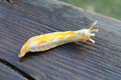 White And Yellow Glass Slug Sculpture – Handmade Murano Animal