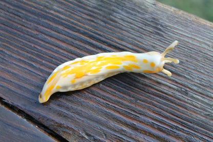 White And Yellow Glass Slug Sculpture – Handmade Murano Animal