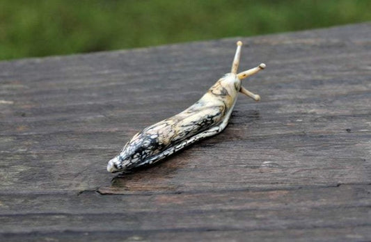 Marbled Gray Murano Glass Slug – Unique Animal Miniature