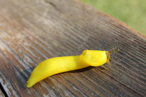 Banana Slug glass sculpture - Ariolimax californicus