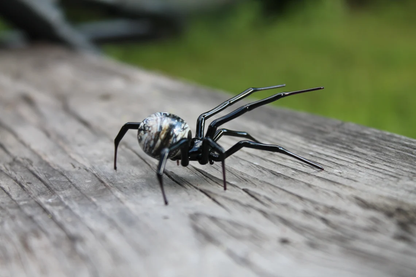 Spider Animals Glass, Art Glass, Blown Glass, Sculpture Made Of Glass, Black widow spider