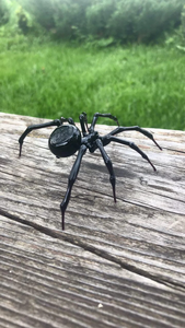 Spider Animals Glass, Art Glass, Blown Glass, Sculpture Made Of Glass, blown glass figurine