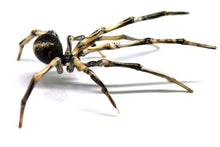 Load image into Gallery viewer, Spider Animals Glass, Art Glass, Blown Glass, Sculpture Made Of Glass, Black widow spider
