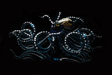 Load image into Gallery viewer, Deep Blue Blown Glass Octopus, Glass Octopus, Glass, Octopus, Ocean, Octopus Sculpture, Squid, Kraken, Sea, Cephalopod, Blown Glass, Octopus Figurine
